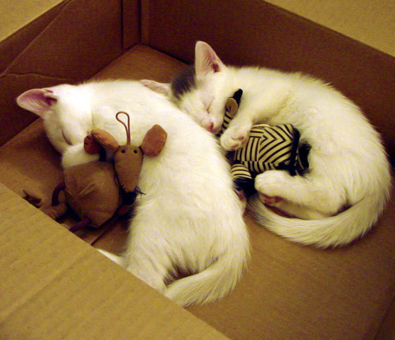 久保建英爆发难救主,曼城强行终结瑞士黑马